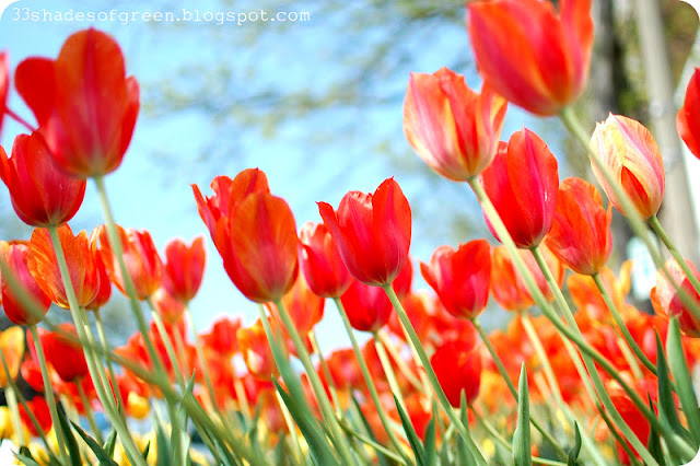 33 Shades of Green: Tiptoe Through the Tulips