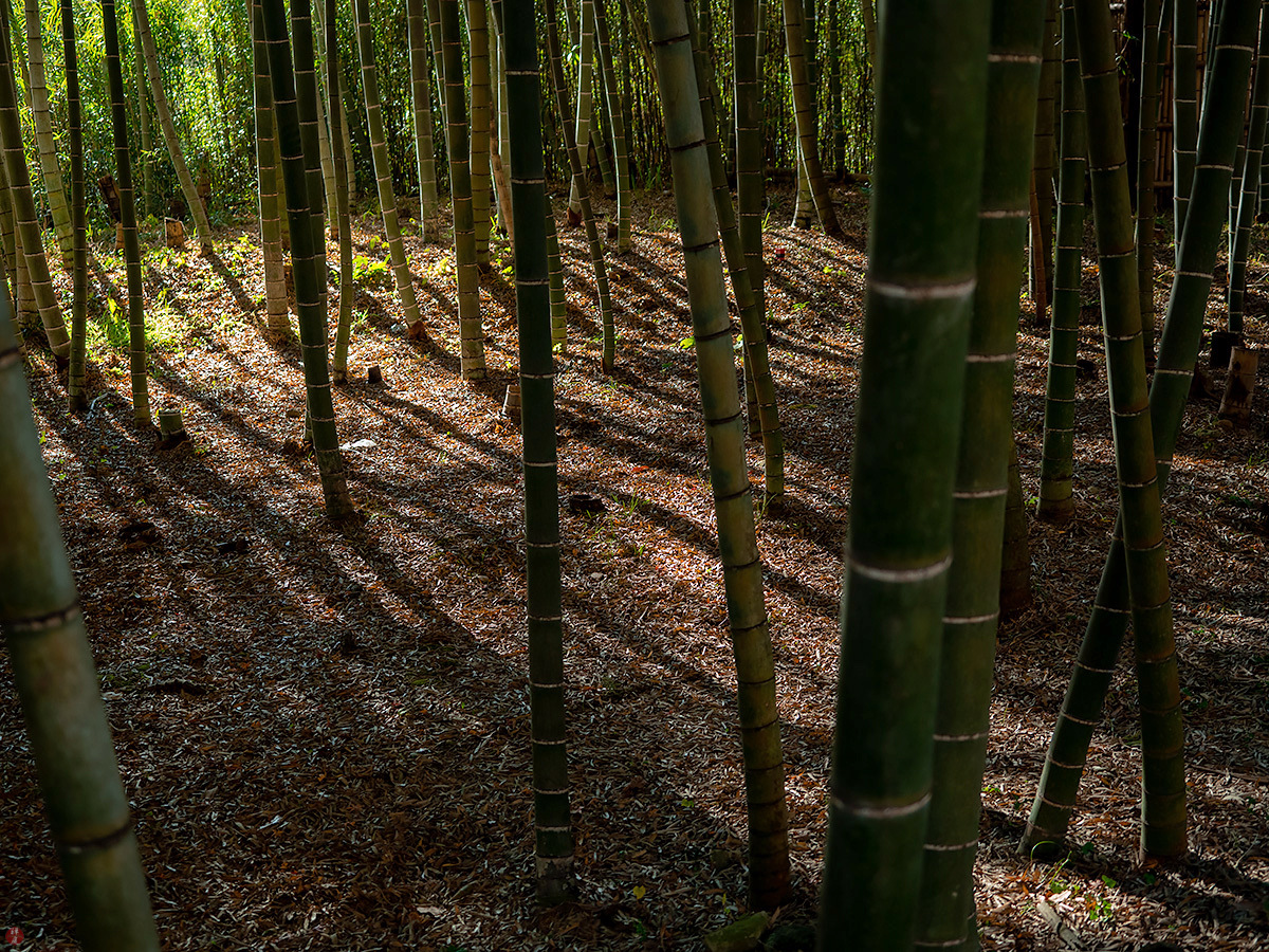 FROM THE GARDEN OF ZEN Winter bamboo grove Kenchoji