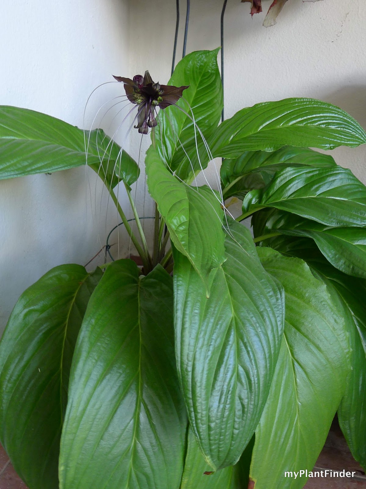 MY PLANT FINDER | Plant Guide: Tacca chantrieri