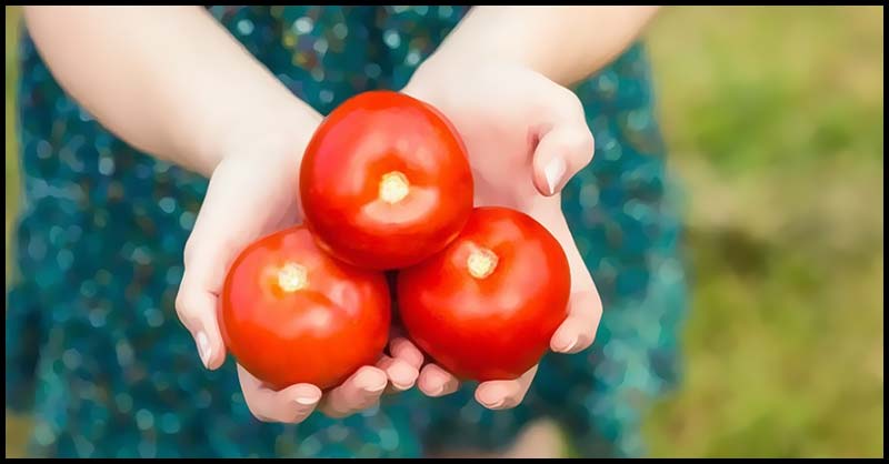 Tomatoes Can Significantly Reduce The Risk Of Heart Diseases - Dr