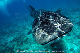 Whale shark - Rhincodon typus | DAILY NEWS