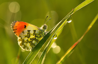 mariposa