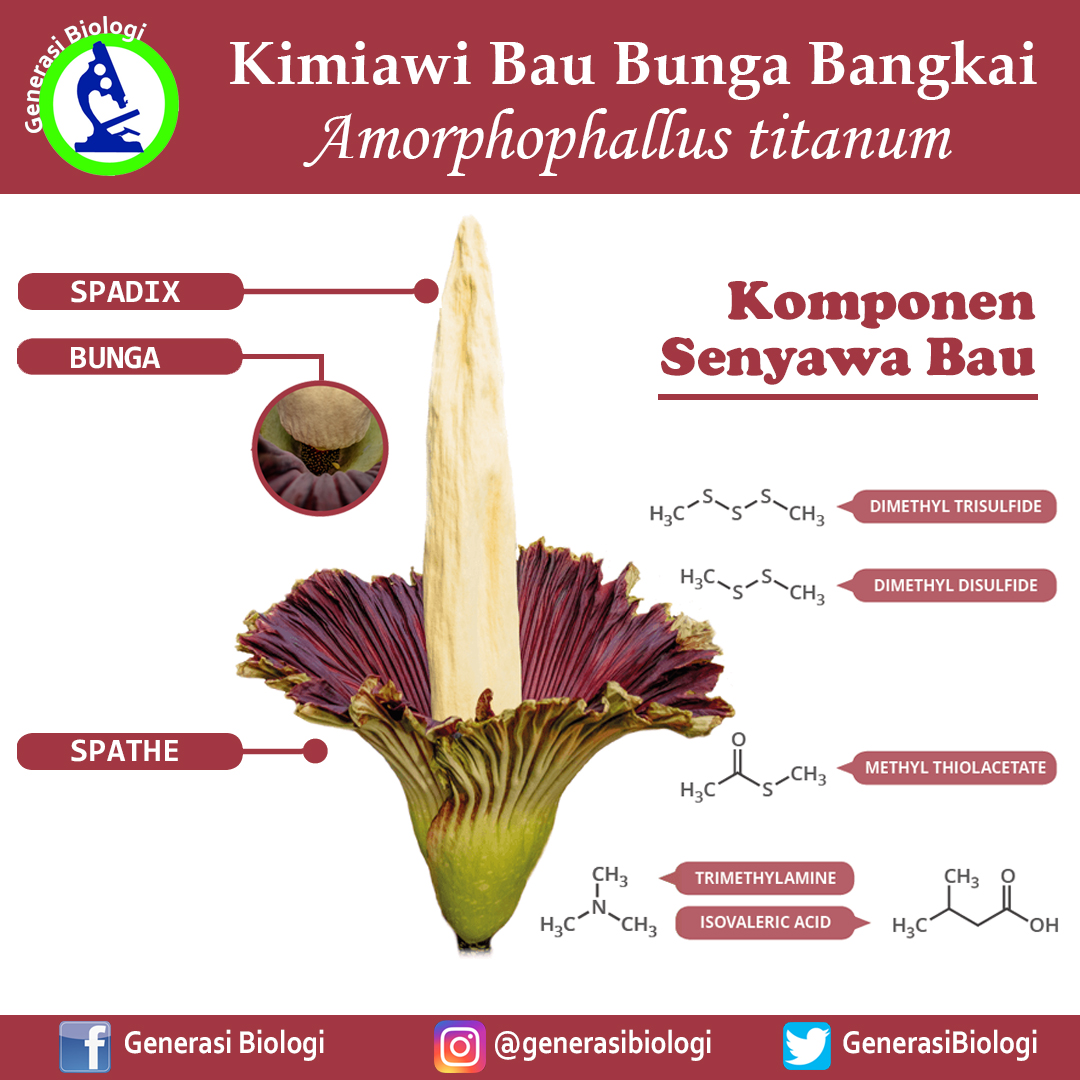 Mengapa Bunga Bangkai Baunya Busuk Inilah Penjelasan Ilmiahnya Generasi Biologi