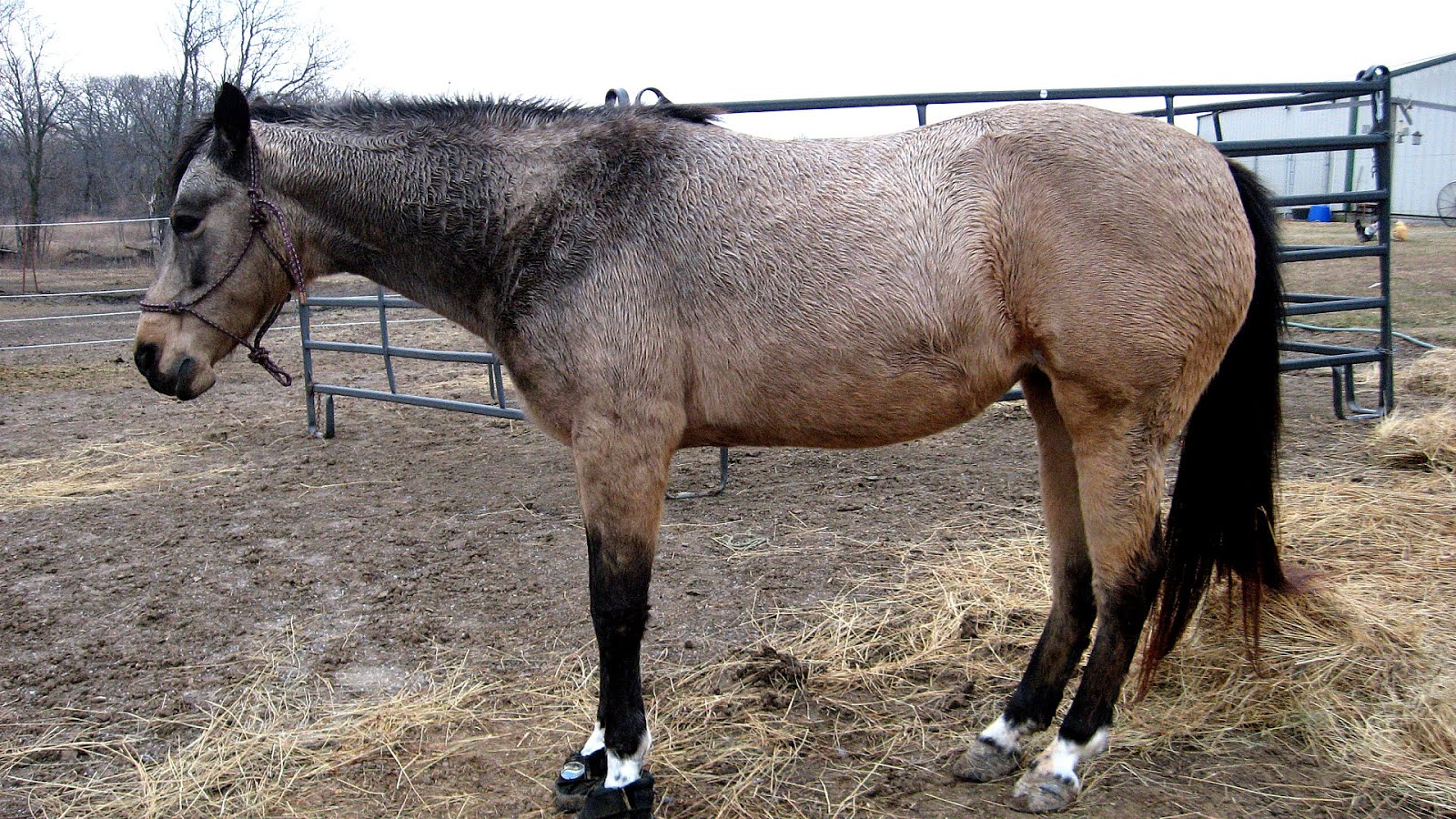 Laminitis Horse With Laminitis Horse Choices