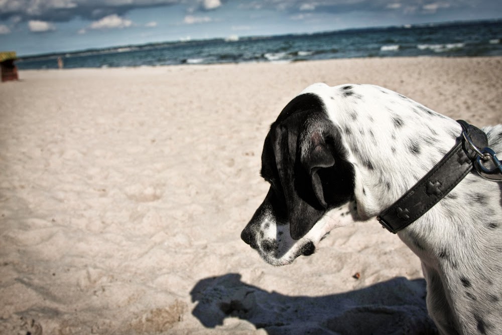 snoopandemily Ostsee mit Hund Der Hundestrand in Scharbeutz