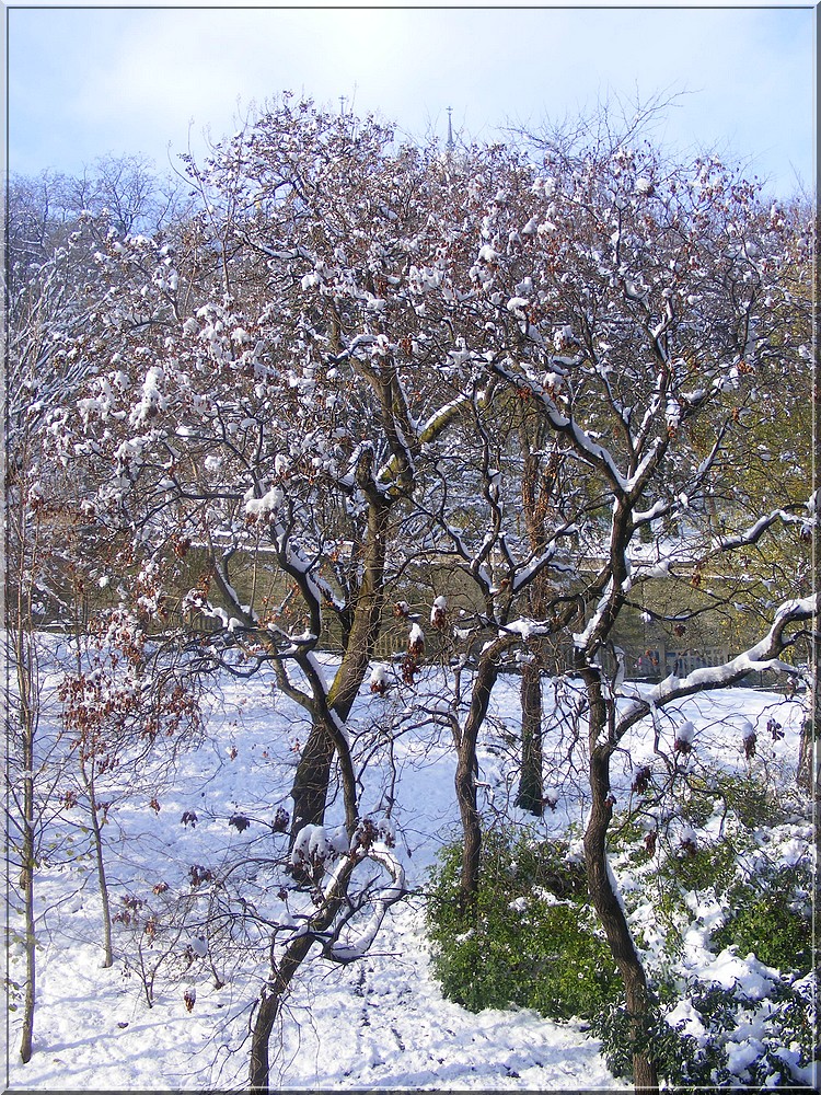 neige+arbres+illustration+météo