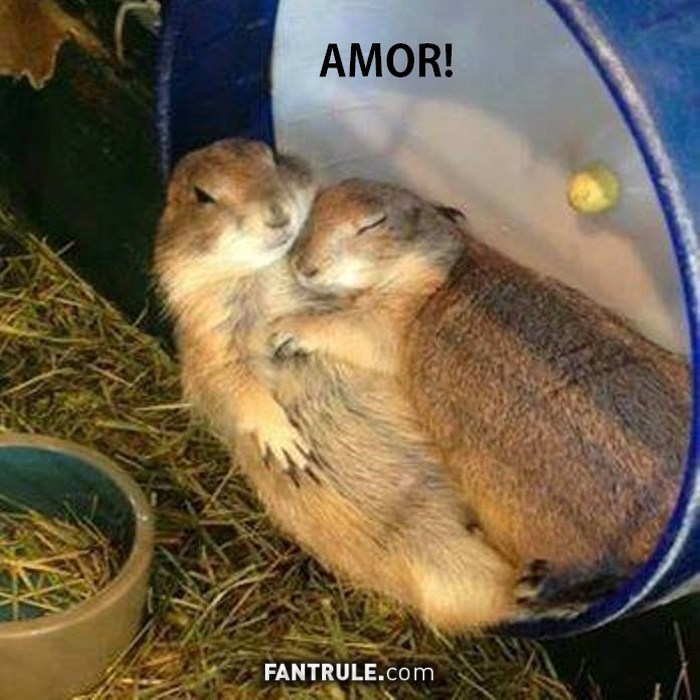 imagenes para perfil foto Imágenes de Amor para mi Noviecita para perfil de Whatsapp Nutrias abrazadas