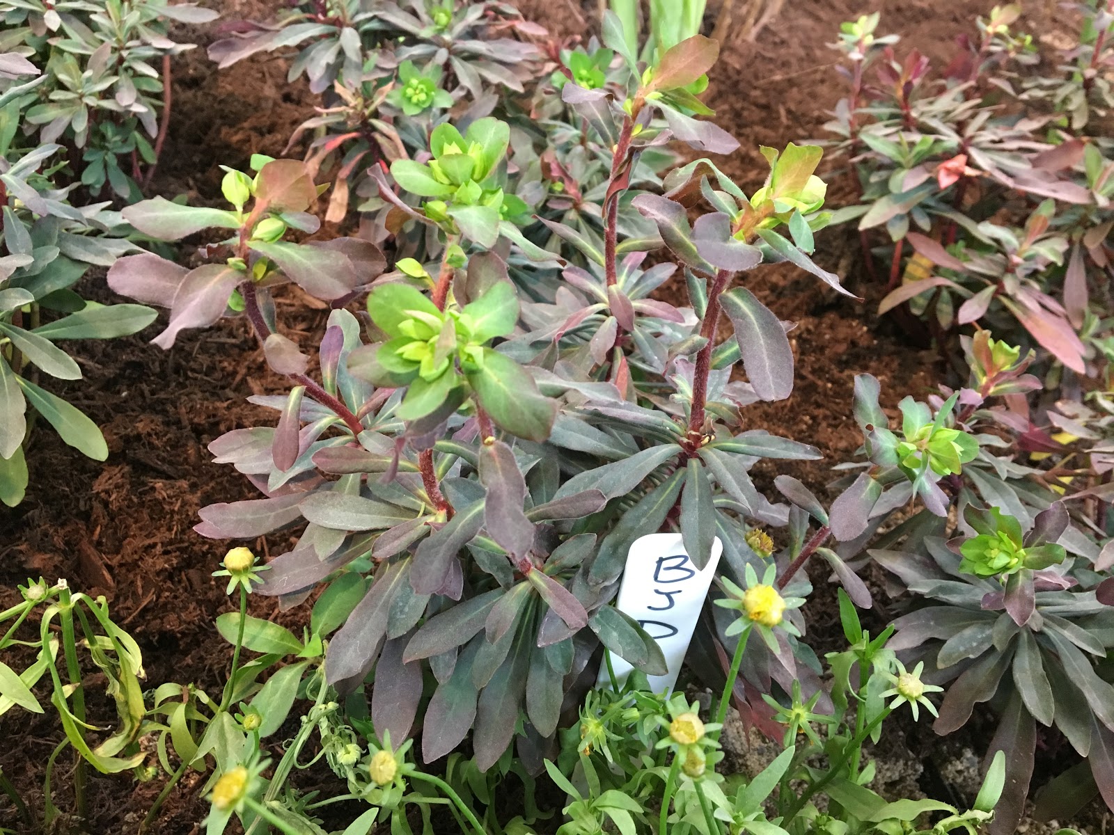 White Swan Properties Blogspot Boxwoods For Ontario Landscapes