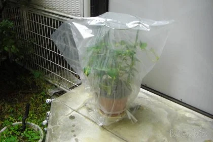 100均の商品で簡易ビニルハウスを作ってみた 意外と使える100円グッズ 某氏の猫空