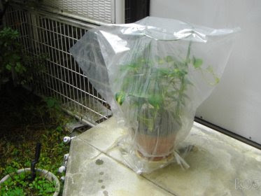 √完了しました！ プラン��ー ビニール 173040-プラン��ー ビニールハウス 作り方