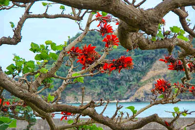 blossoming deigo tree, hills in background