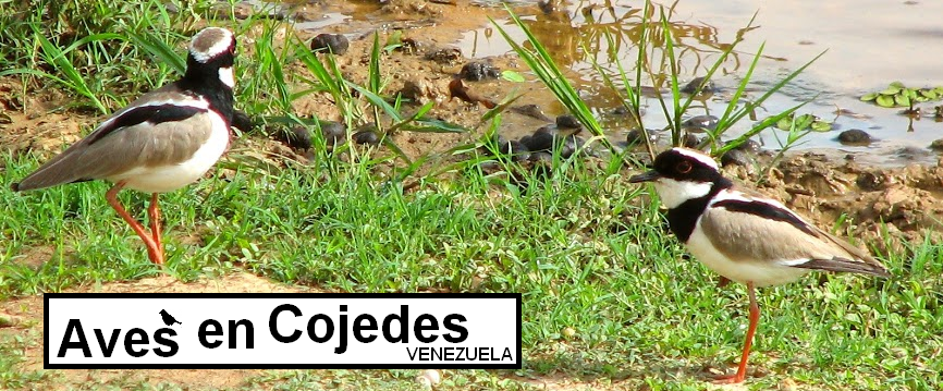  Aves en Cojedes