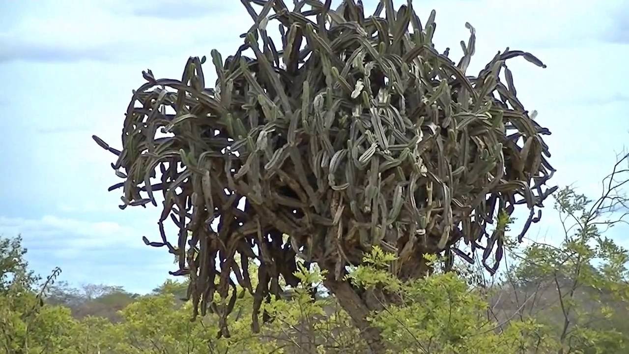 Бразилия растения с названиями Бразилия растения с названиями