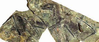yi qi fossil