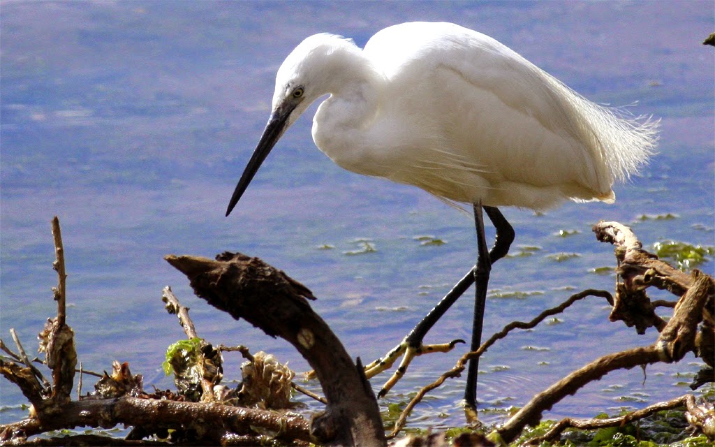 Vogels spotten vogelsoorten register Kleine zilverreiger Vogels spotten vogelsoorten register Kleine zilverreiger