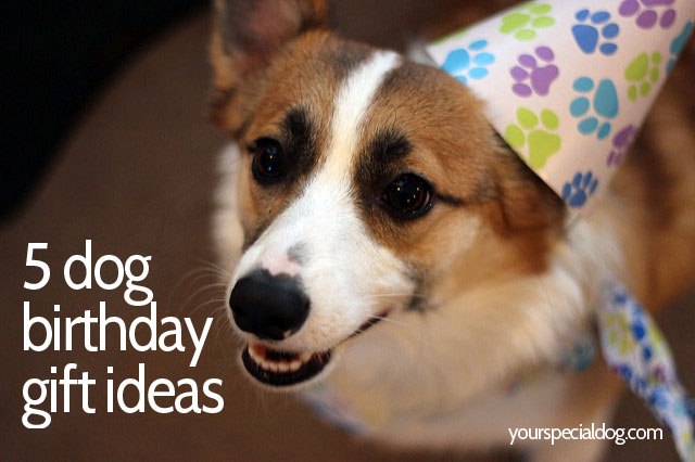 Your Special Dog your-special-dog