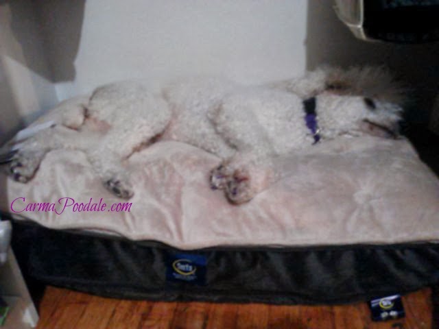 Dog stretched out on bed