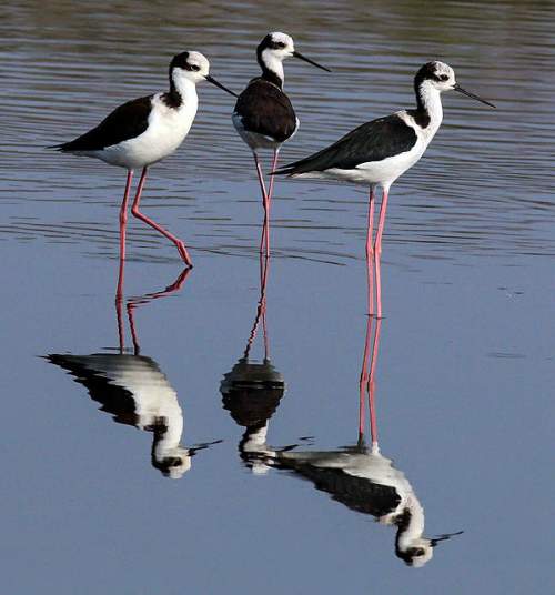 Blackwinged stilt photos Birds of India Bird World