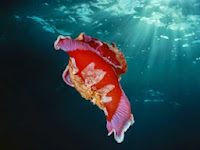 The Spanish Dancer Nudibranch Video