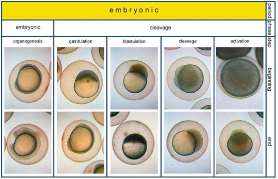 identifikasi telur ikan: fase perkembangan telur
