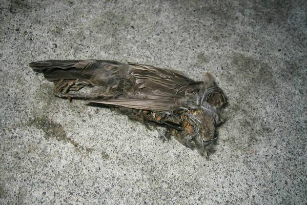 A dead bird in Jatinga