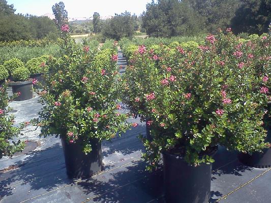 Plant Images And Relevant Information From John At Wtn August 2018