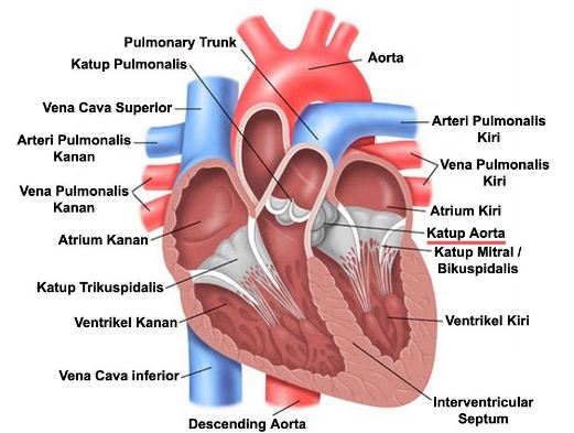 Katup trikuspid pada jantung terletak di bagian antara.