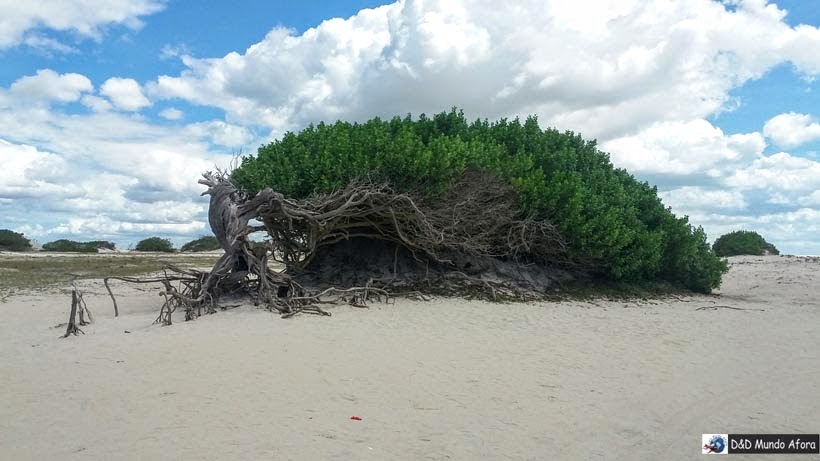 Árvore da Preguiça - Passeio de um dia em Jericoacoara - o que fazer e como chegar Árvore da Preguiça - Passeio de um dia em Jericoacoara - o que fazer e como chegar