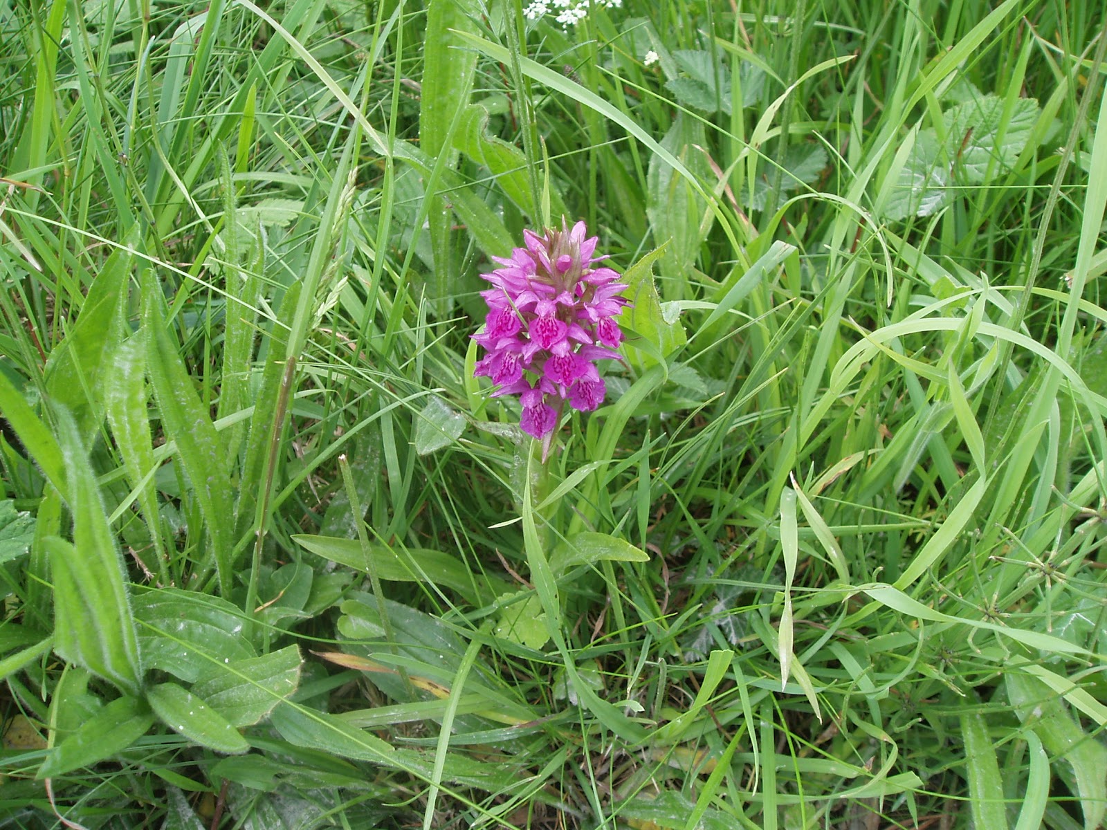 Islay Natural History Trust Photos from Alistair Hutchison
