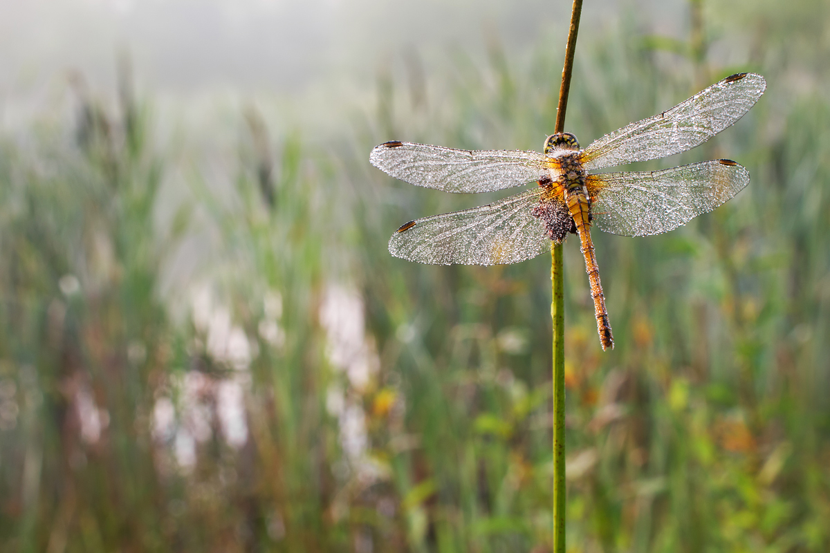 Matt Cole Macro Photography Dew Covered Dragonfly