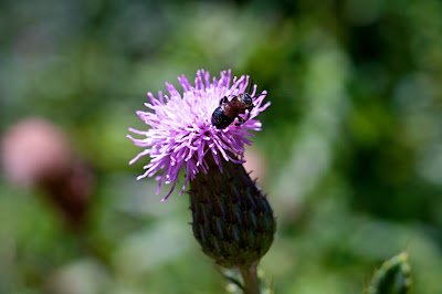 sony nex e-mount macro extension tube