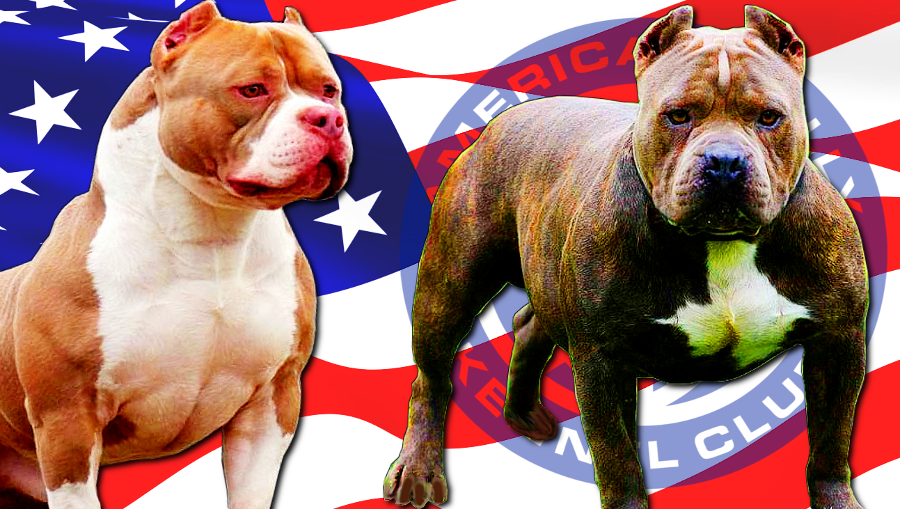 EADD TV / VIDEO CHANNEL AMERICAN BULLY STANDARD ABKC Historia