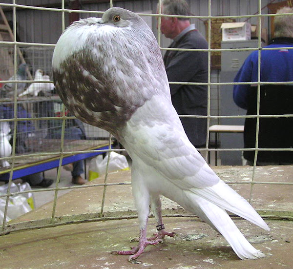 norwich 188金宝搏app亚洲登录cropper pigeon, norwich cropper pigeons, about norwich cropper pigeon, norwich cropper pigeon appearance, norwich cropper pigeon breed, norwich cropper pigeon breed info, norwich cropper pigeon breed facts, norwich cropper pigeon behavior, norwich cropper pigeon care, norwich cropper pigeon color,关怀的诺里奇·克罗珀（Norw188金宝搏app亚洲登录ich Cropper pigeon），诺里奇·乔珀（Norwich Cropper Pigeon）事实，诺里奇·乔珀（Norwich Cropper Pigeon Eye），诺里奇·罗珀·鸽子（Norwich Cropper Pigeon）展览，诺里奇·乔·佩珀（Norwich Cropper Pigeon），诺里奇·乔·佩珀鸽子史，诺里奇·罗斯·佩珀鸽子，诺里奇·乔珀斯·鸽子，诺里奇·乔·乔布斯·佩珀鸽子生命周期，诺里奇·乔珀·鸽子，诺里奇188金宝搏app亚洲登录·乔珀鸽子照片，诺里奇·罗珀·鸽子图片，诺里奇·罗珀·佩珀鸽子个性，诺里奇·罗珀·佩珀鸽子稀有性，提高诺里奇·罗珀·鸽子，诺里奇·罗珀·佩珀鸽子，诺里奇·罗珀·佩珀鸽子，诺里奇·罗珀·佩珀鸽子，诺里奇·帕珀·佩珀鸽子，诺里奇·帕珀·佩珀鸽子驯服，诺里奇·克罗珀鸽子的用188金宝搏app亚洲登录途，诺里奇·克罗珀鸽子品种，诺里奇·罗珀鸽子的重量188金宝搏app亚洲登录