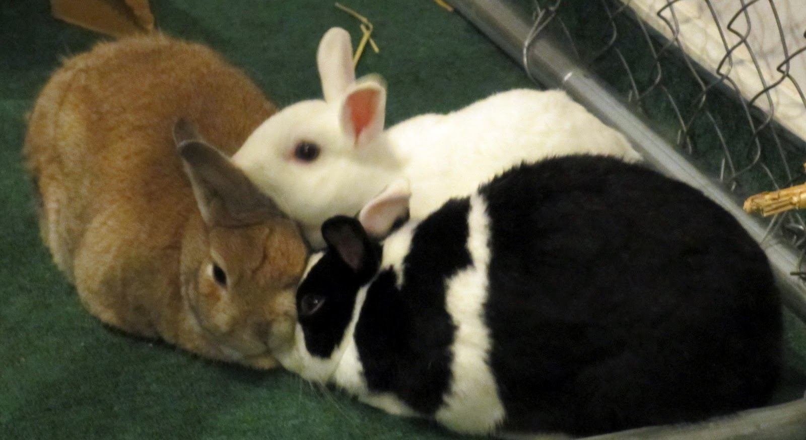Rabbit Ramblings Snuggle bunnies!