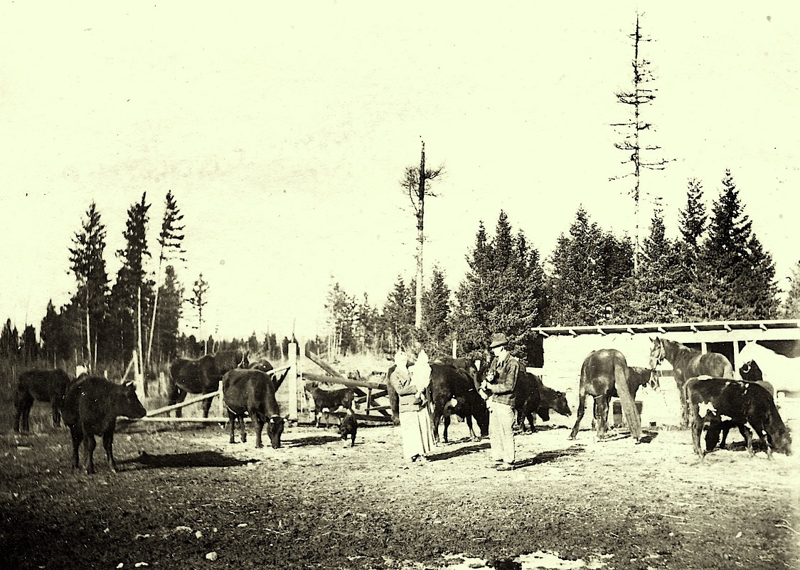 A drifting cowboy Cowboy Legacy Montana stump ranch 1912
