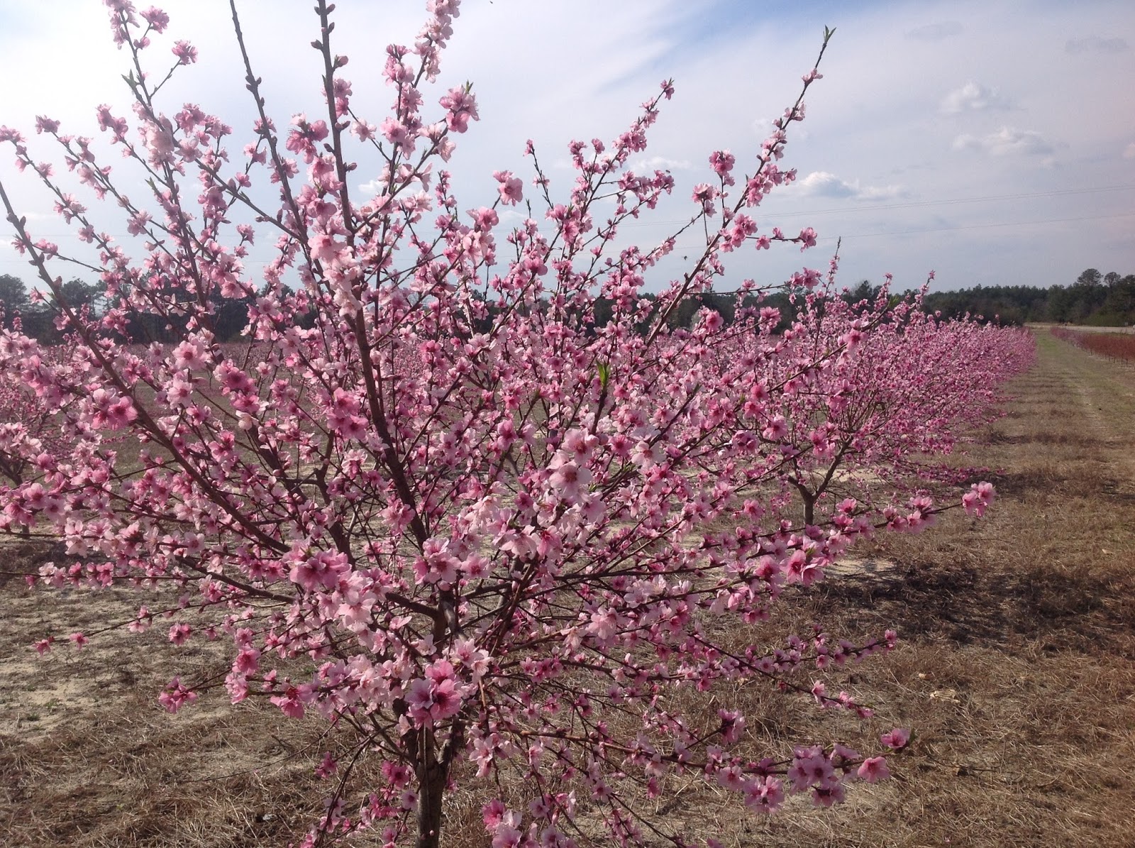 Sights, Sounds, and Tastes of the American South Pruning Peach