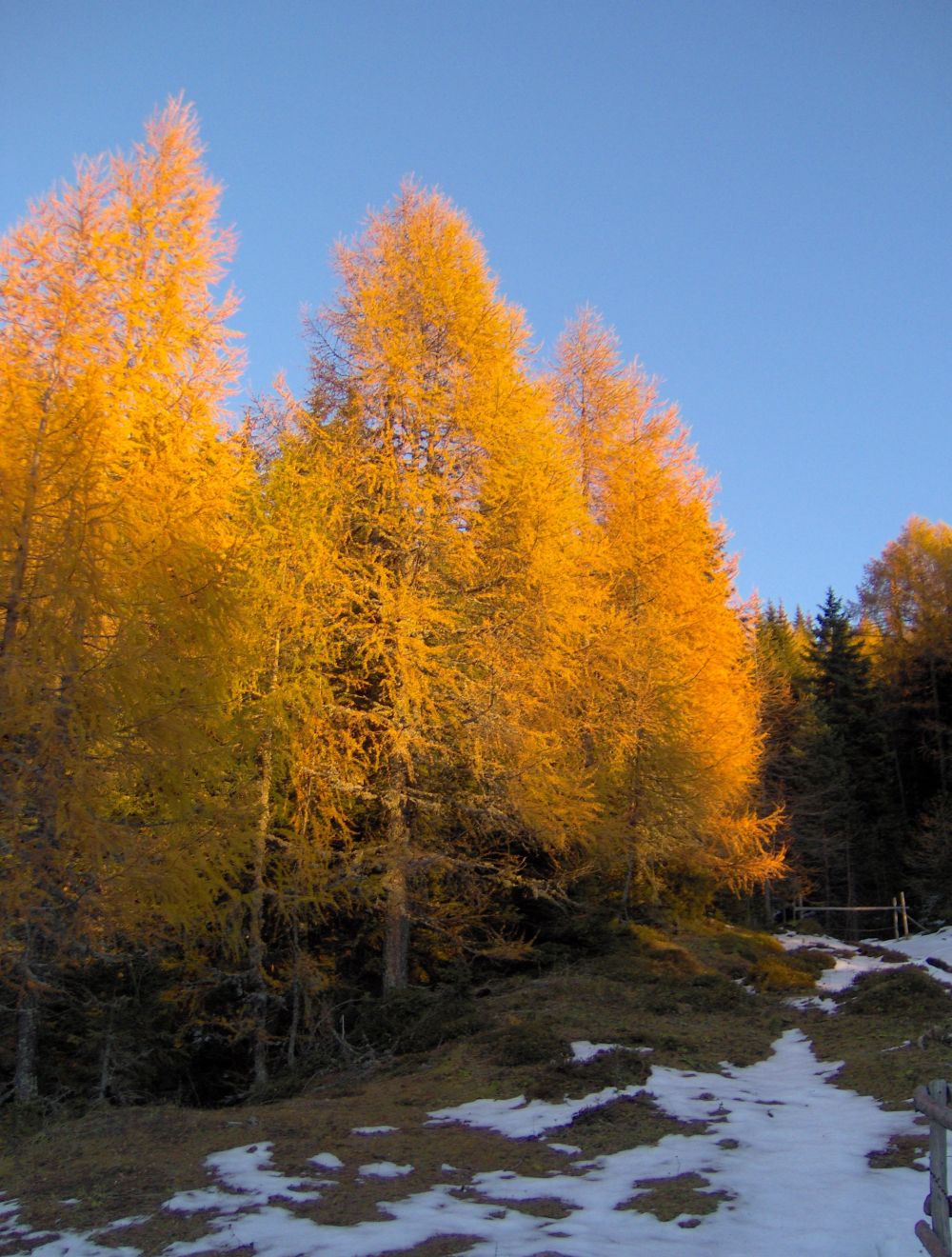 Trees Larix decidua European Larch