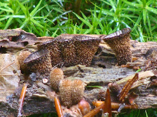 Cyathus striatus DSC43709