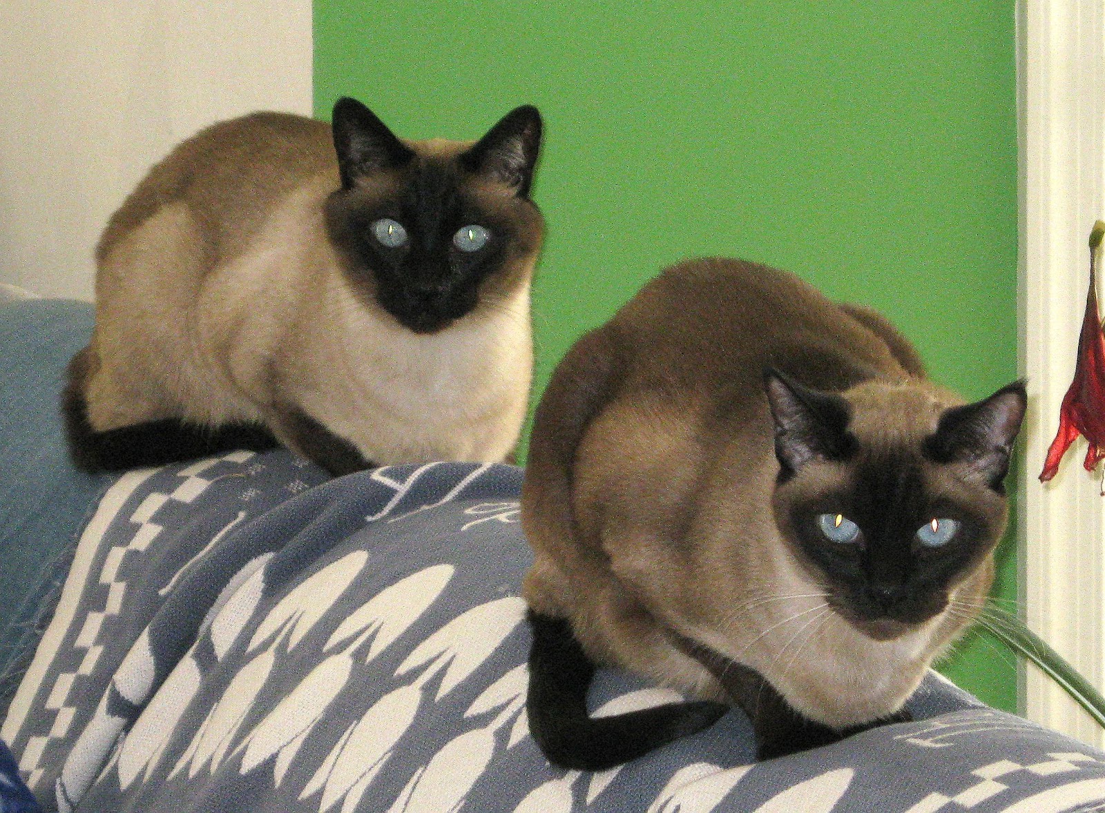 Leslie's Art and Sew Cats and Dogs Rule!