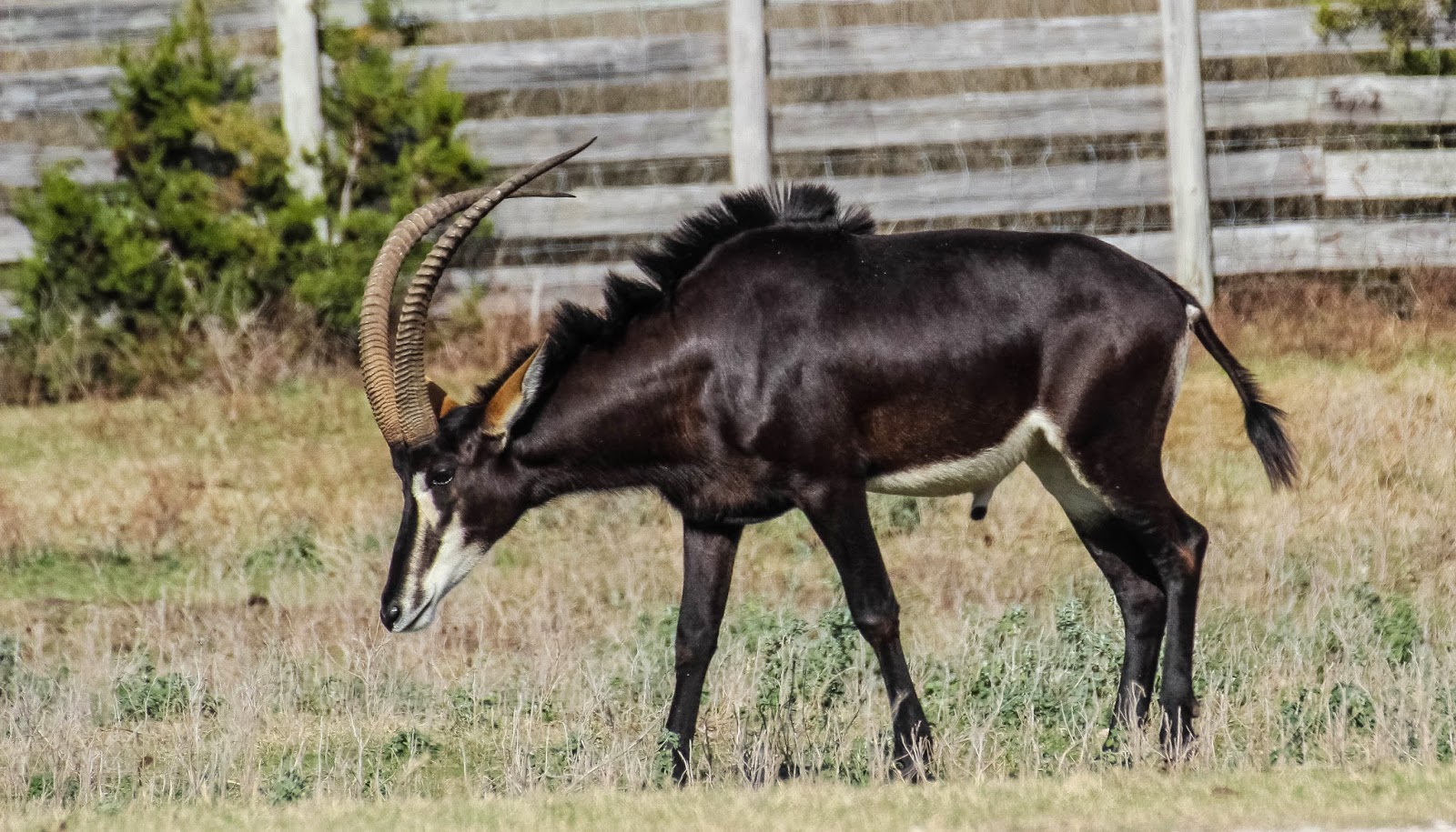 Cannundrums: Sable Antelope