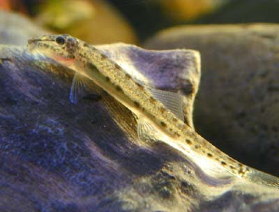 Horseface loach