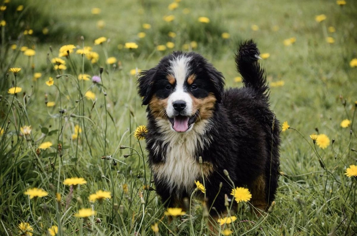 Las Razas de Perros Mas Lindas Bernés de la Montaña Las Razas de Perros Mas Lindas Bernés de la Montaña