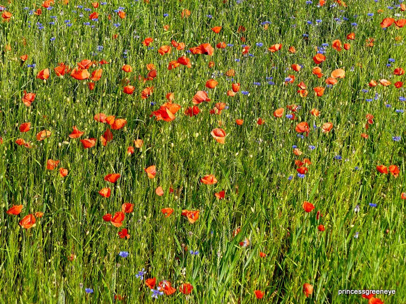 princessgreeneye: Unser Hof ist ein Spielplatz für Hunde..........