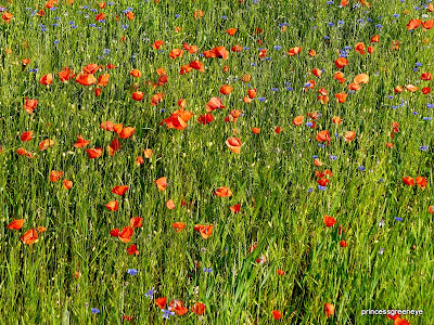 princessgreeneye: Unser Hof ist ein Spielplatz für Hunde..........