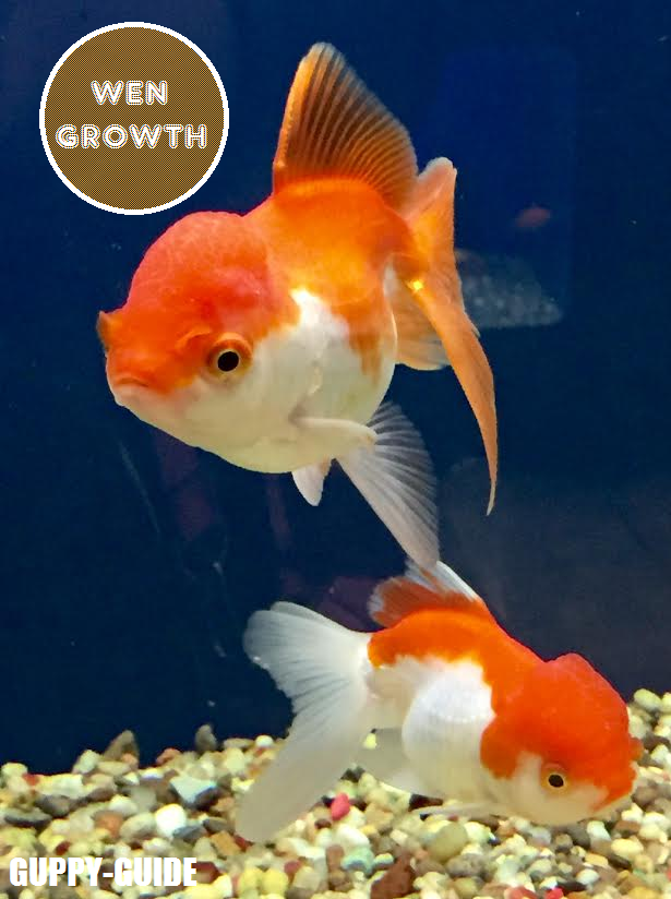 GuppyGuide Wen Growth 4 Tips