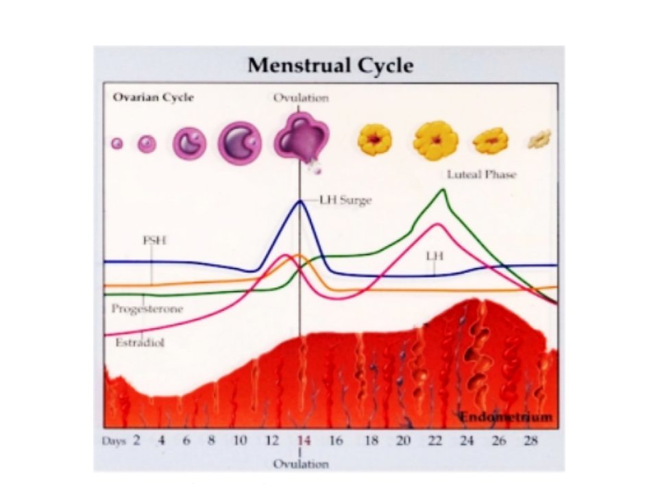 Viva Monitoria Ciclo Menstrual