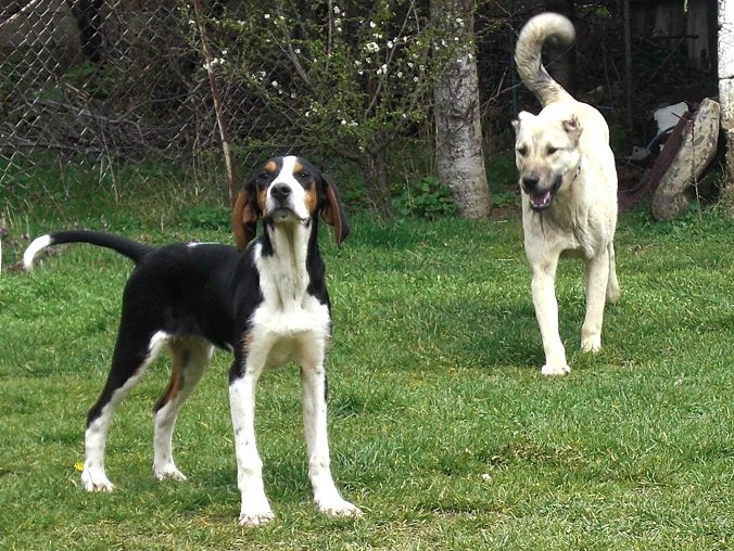 Av Köpekleri (Kurzhaar) KANGALLAR ALEMİ