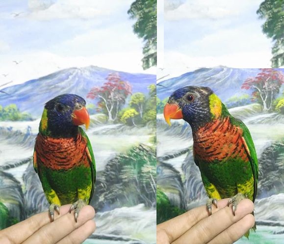 Cara Melatih Burung Agar Bisa Skill Free Flight Ff Indoternak