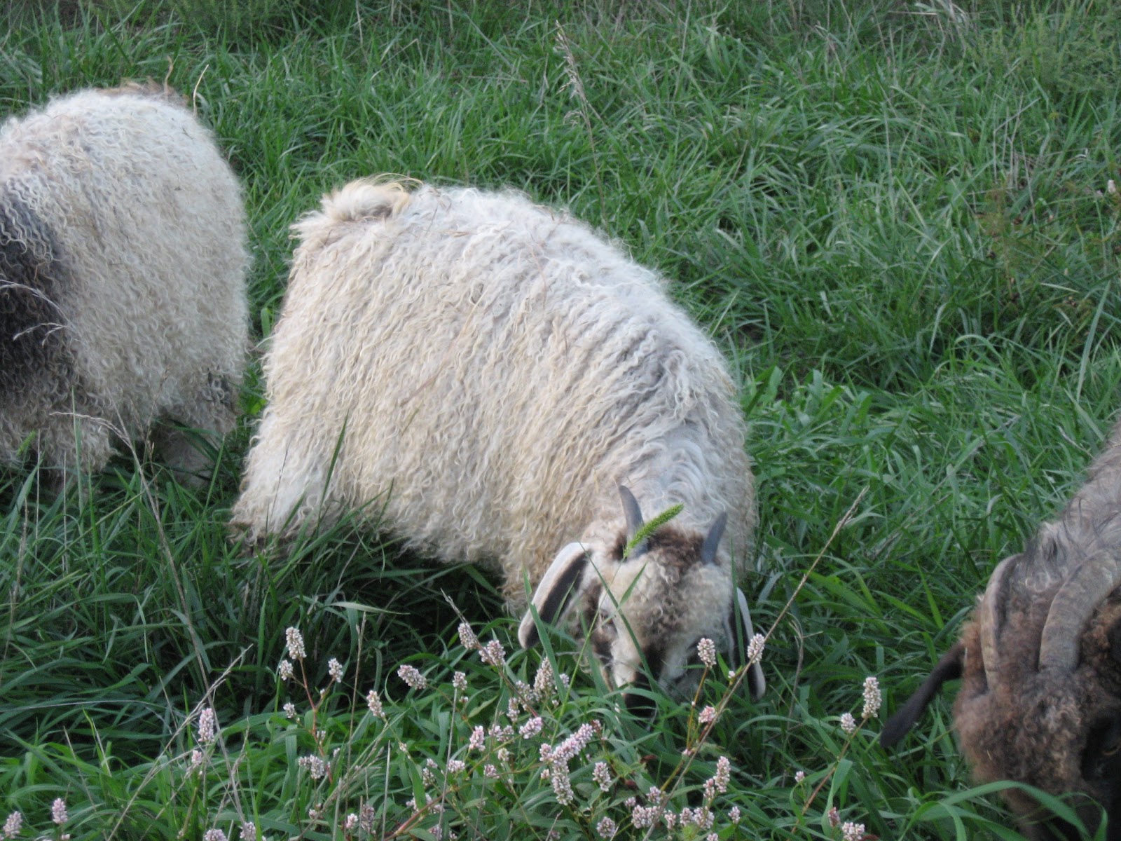 Kansas Fiber Farm Angora goats for sale