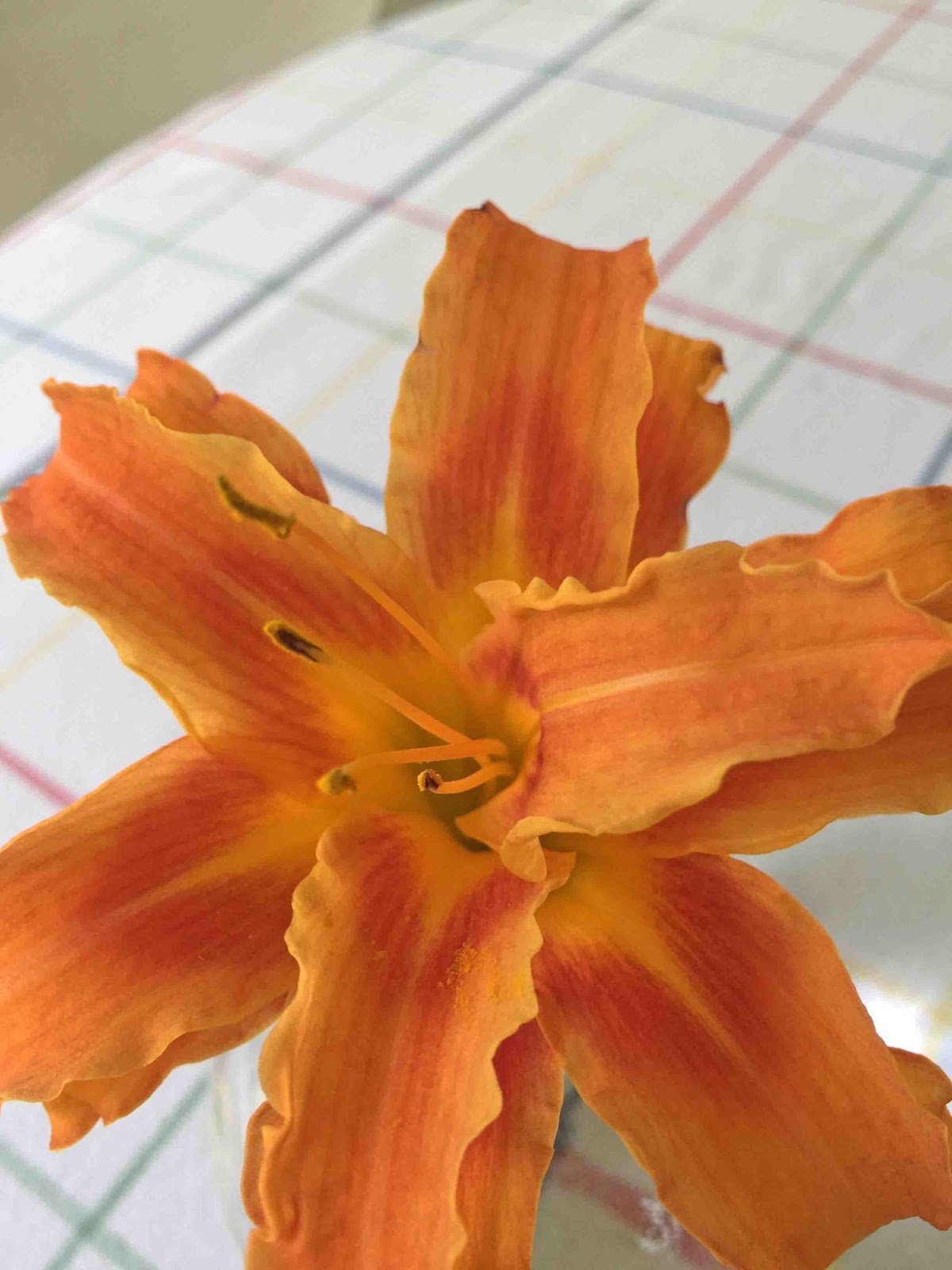 MARIETTE’S BACK TO BASICS: Our 2016 Double Orange Daylily or Hemerocallis